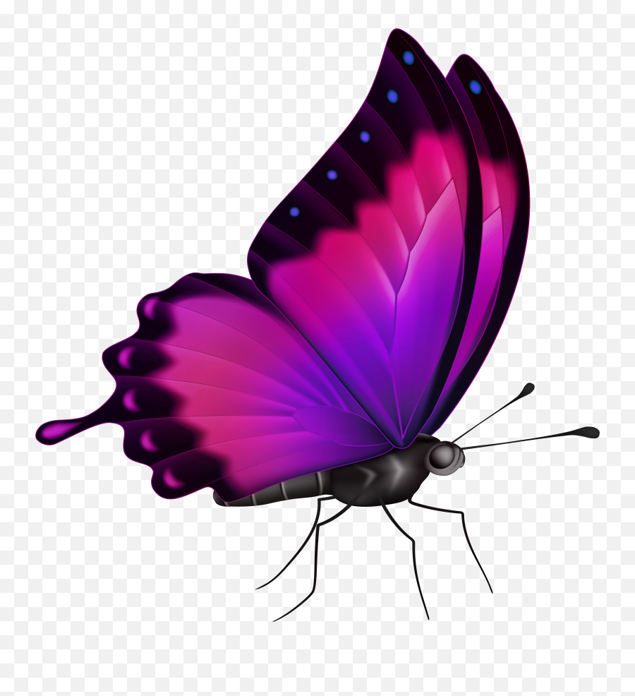 Butterflies In Colour Png U0026 Free Colourpng Pink Butterfly