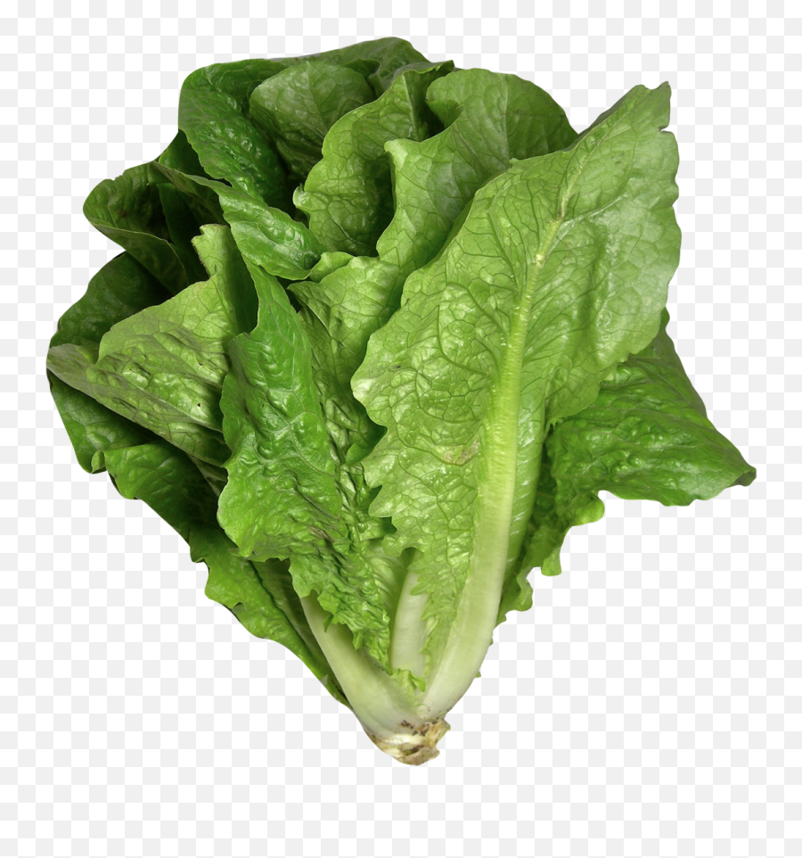 Romaine Lettuce - Romaine Lettuce Transparent Background Png,Salad Png