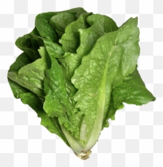 Romaine Lettuce - Romaine Lettuce Transparent Background Png,Salad Png