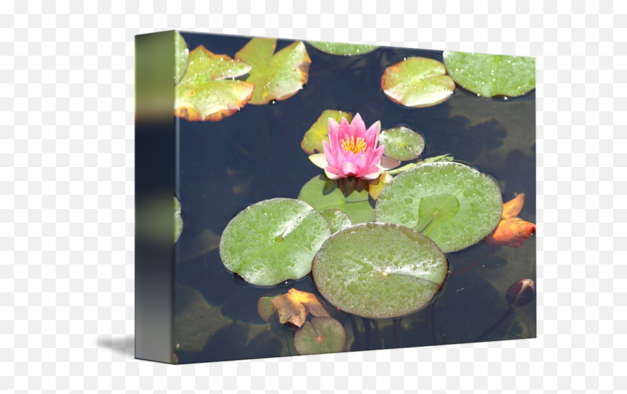 Lily Pad Bloom By Frank Alcazar - Water Lily Png,Lily Pad Png