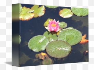 Lily Pad Bloom By Frank Alcazar - Water Lily Png,Lily Pad Png