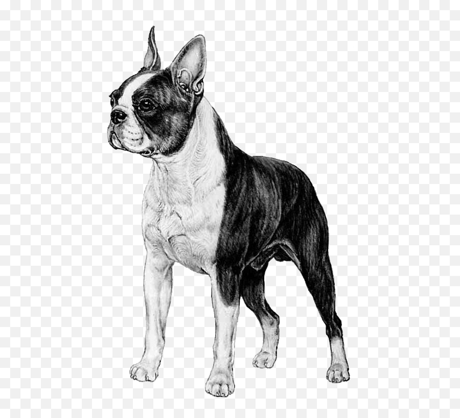 Boston Terrier - Transparent Boston Terrier Png,Boston Terrier Png