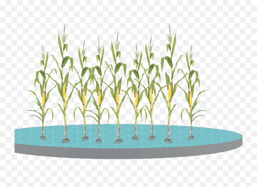 Control Weeds With Glyphosate - Maize Png,Fountain Grass Png