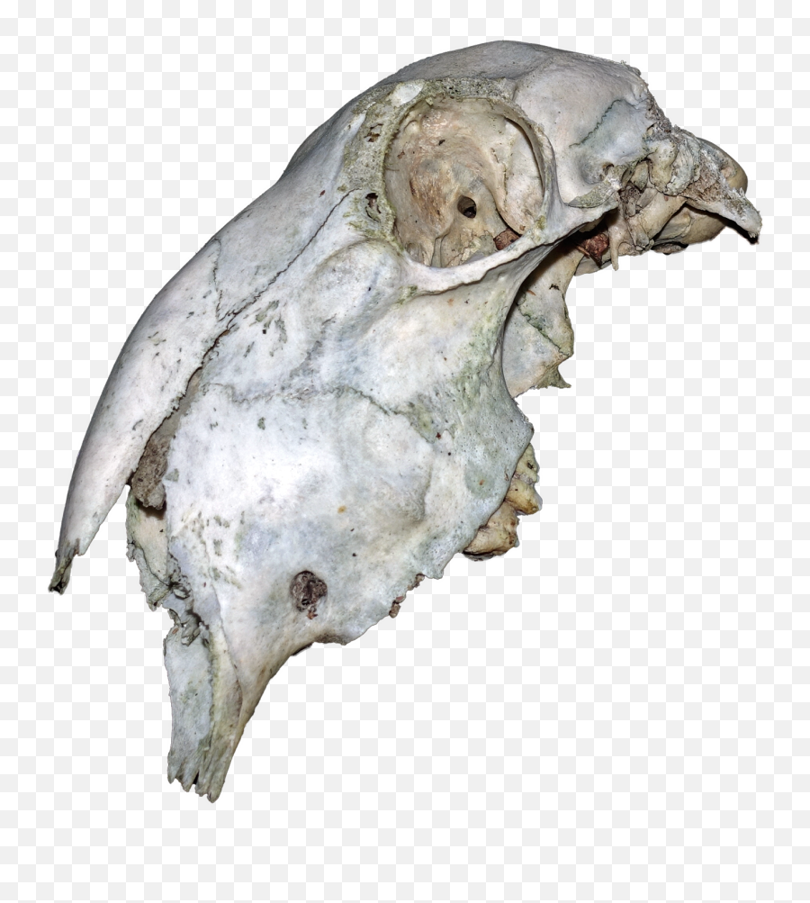 Animal Skull - Animal Skull Png,Png Skull