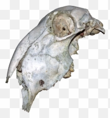 Animal Skull - Animal Skull Png,Png Skull