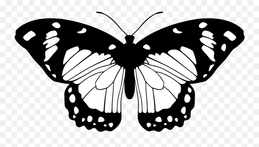 Black And White Images Of Butterflies 32 Free Wallpaper - Butterfly Black And White Png,Caterpillar Transparent Background