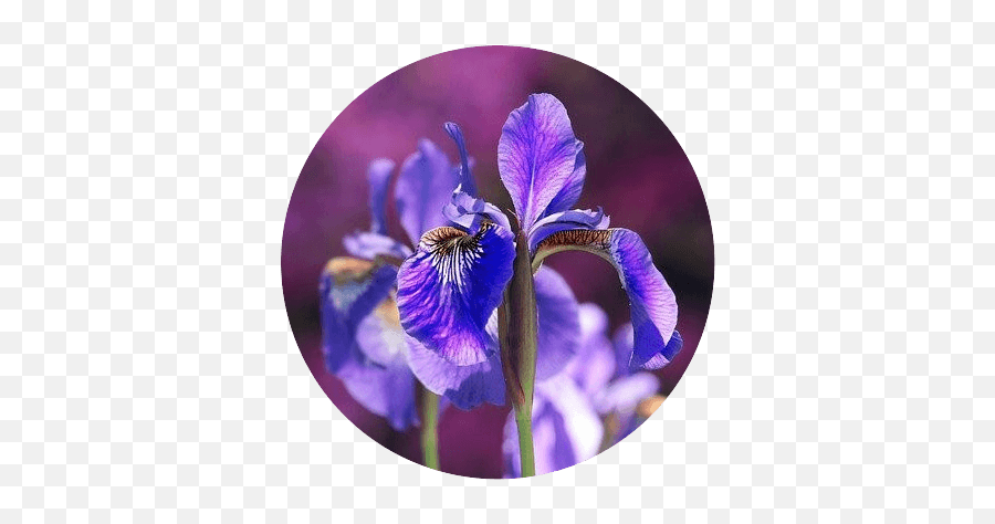 What Is A Flower Moon The May Full Moonu0027s Name U0026 Meaning - Does Iris Look Like Png,Iris Flower Icon
