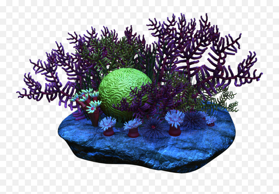 Png Clipart Coral Reef - Coral Reef Png Transparent,Coral Png