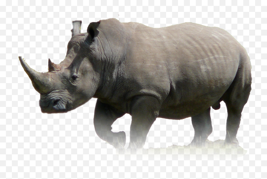 Javan Rhinoceros Animal Wildlife Lion - Javan Rhinoceros Png,Rhino Png