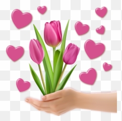 Png Image Decoration Tulips Heart