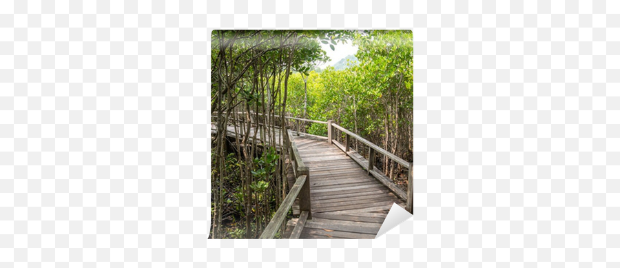 Pathway In The Forest Mangrove Wall Mural U2022 Pixers - We Live To Change Boardwalk Png,Mangrove Png