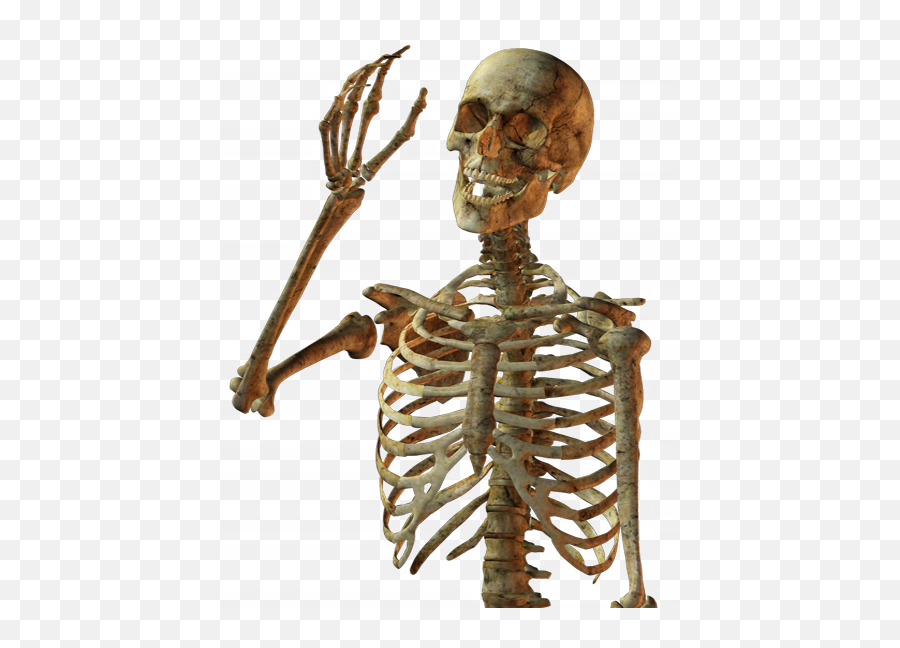 Download Calavera Human Skull Skeleton Free Png Hd - Skeleton Png,Skeleton Png