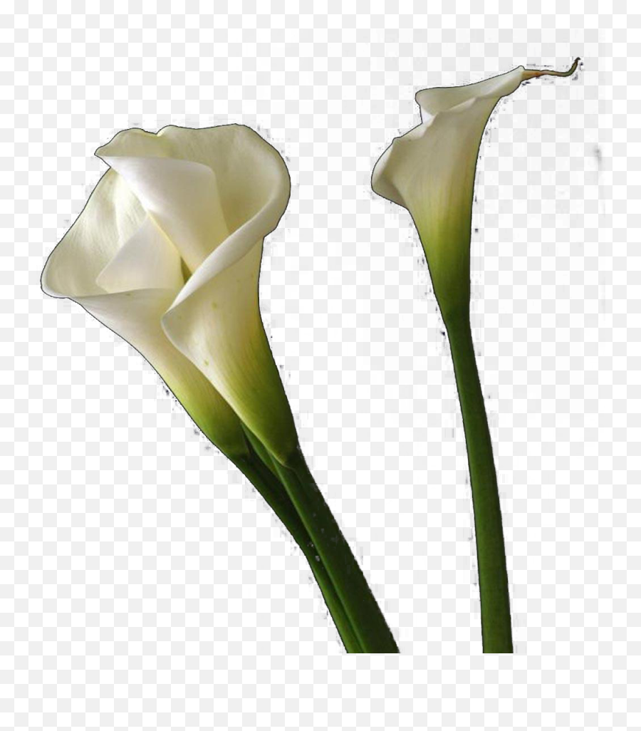 Calla Lilies Flowers Png Free Background