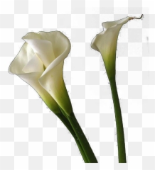Calla Lilies Flowers Png Free Background
