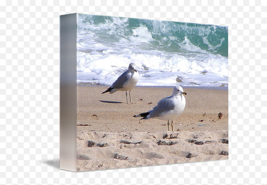 Sea Gulls - European Herring Gull Png,Anthony Davis Png