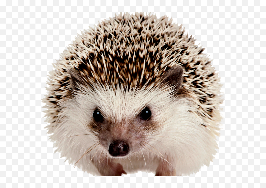Png Hedgehog - Hedgehog Png,Hedgehog Transparent Background