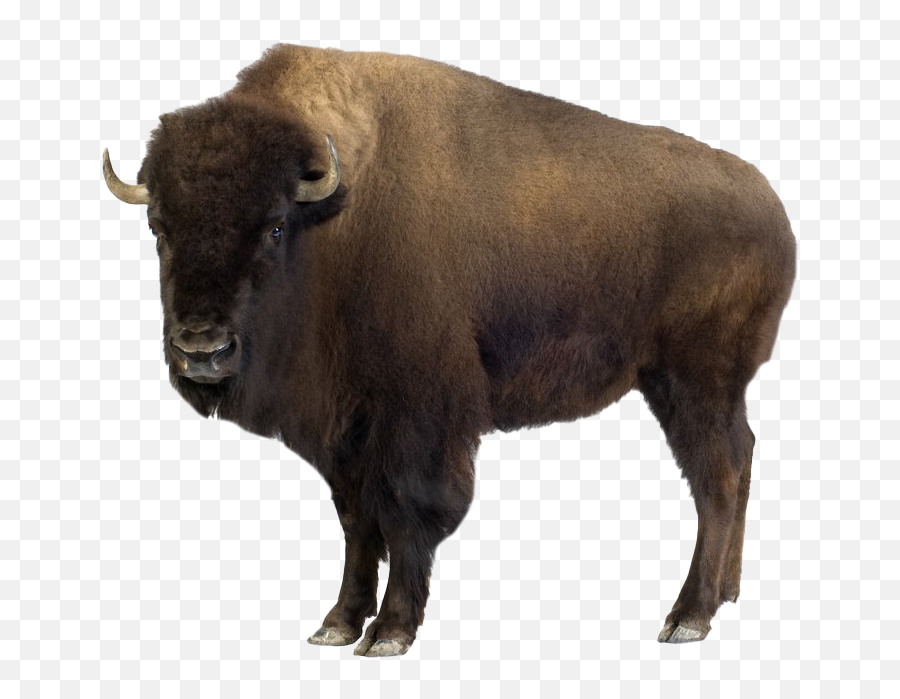 Bison Png Picture - Bison Meaning In Hindi,Bison Png