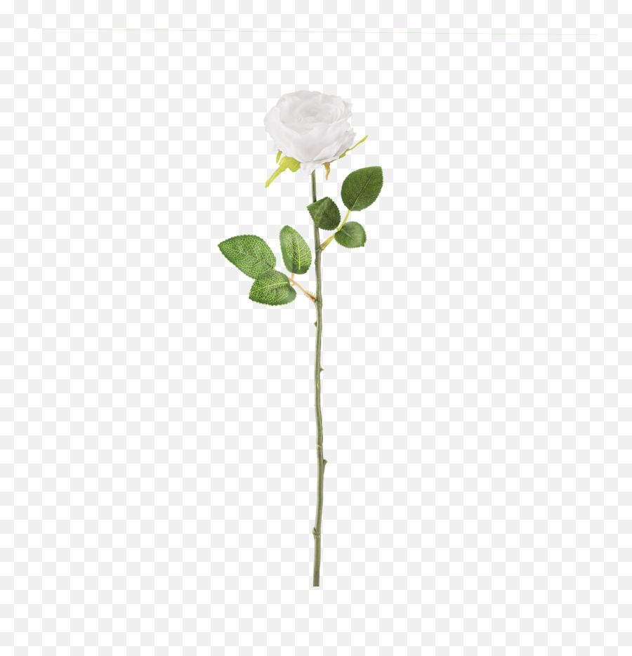 White Rose Download Transparent Png Image Arts - White Transparent Png Real Flowers Png,Rose Transparent