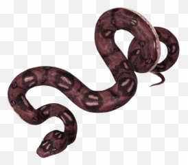 Download Free Png Anaconda - Portable Network Graphics,Anaconda Png