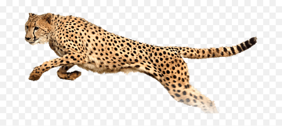 Download Hd Free Png Cheetah Images Transparent - Transparent King Cheetah,Cheetah Png
