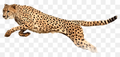 Leopard Jaguar Tiger Cheetah Lion - Leopardcheetah Free Png Siruthai  Png,Cheetah Png - free transparent png image 