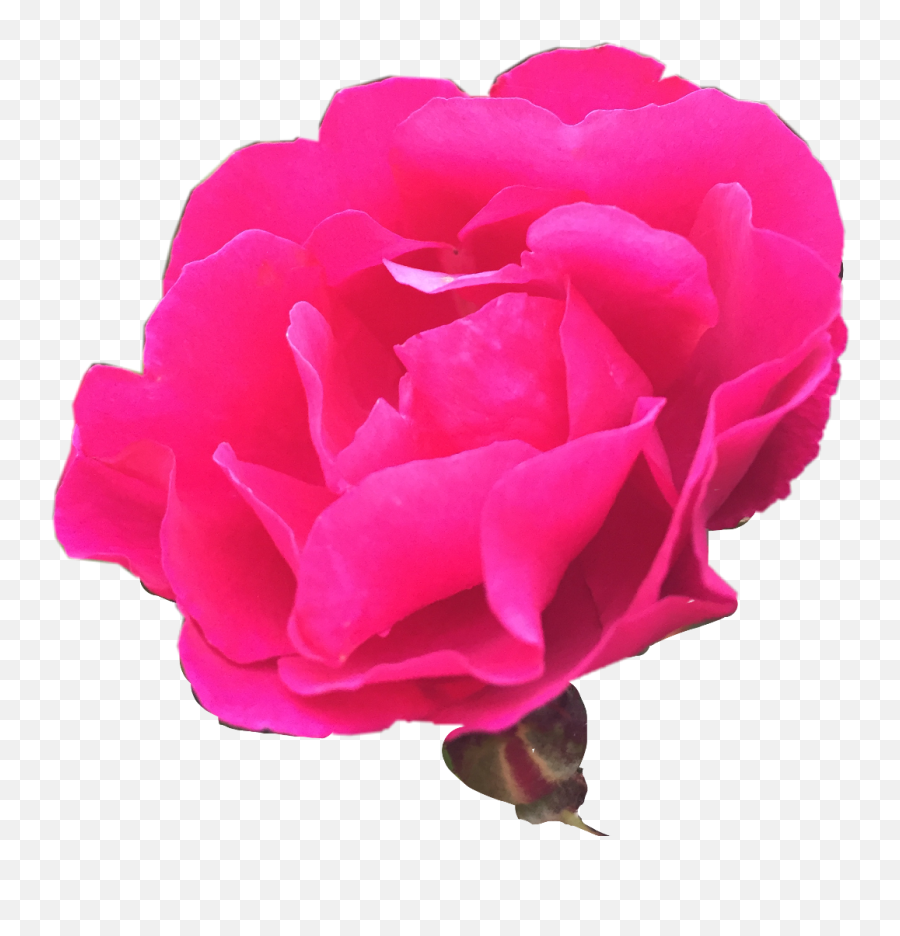 Download Nature Rosebush Photography Freetoedit - Garden Roses Png,Rose Bush Png