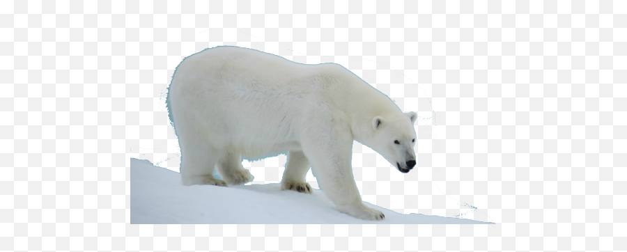 Polar Bear Transparent Png File Web Icons - Transparent Polar Bear Png,Bear Transparent