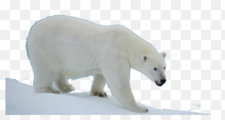 Polar Bear Transparent Png File Web Icons - Png