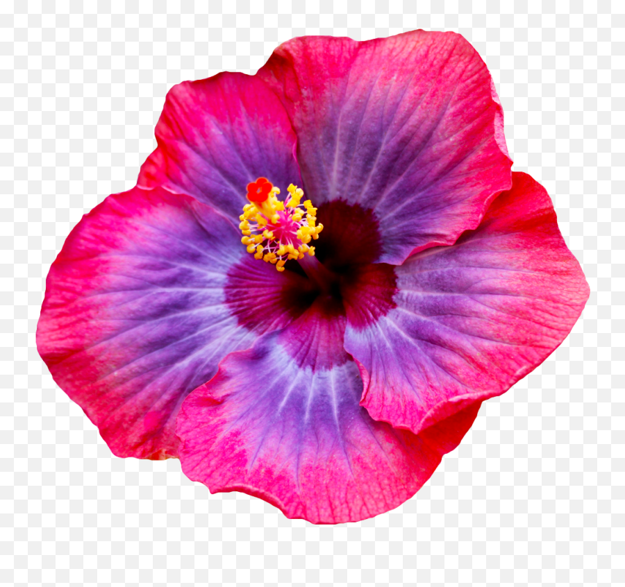 Hd Most Beautiful Flower Tri Coloured Hibiscus Full Size - Transparent Hibiscus Flower Png,Hibiscus Png