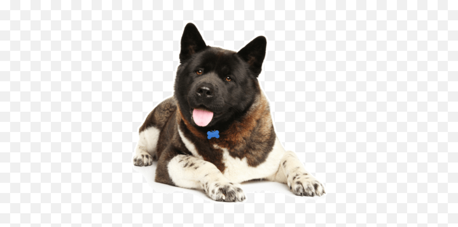 Akita Puppies For Sale In San Gabriel California - Adoptapetcom Akita Puppies For Sale Florida Png,Gabe The Dog Png