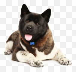 Akita Puppies For Sale In San Gabriel California - Adoptapetcom Akita Puppies For Sale Florida Png,Gabe The Dog Png