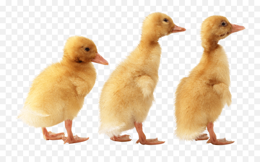 3 Little Cute Ducklings Png Image - Ducklings Png,Ducks Png
