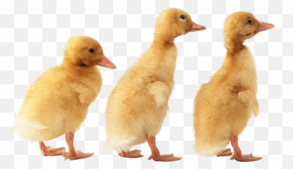 3 Little Cute Ducklings Png Image - Ducklings Png,Ducks Png