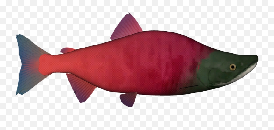 Download Sockeye Salmon Png - Sockeye Salmon Transparent Sockeye Salmon,Salmon Png