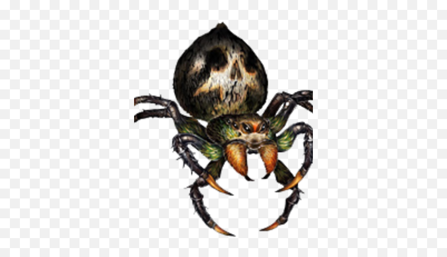 Giant Spider Dragonu0027s Crown Wiki Fandom - Giant Spiders Png,Spiders Png