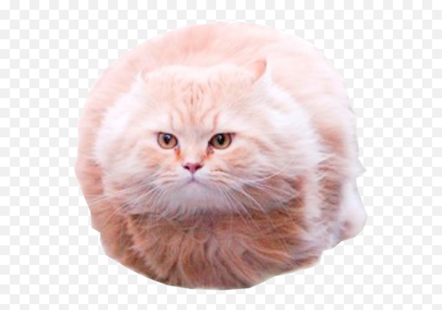 Image - 184265 Bullet Cat Know Your Meme Hover Cat Png,Cat Png Image