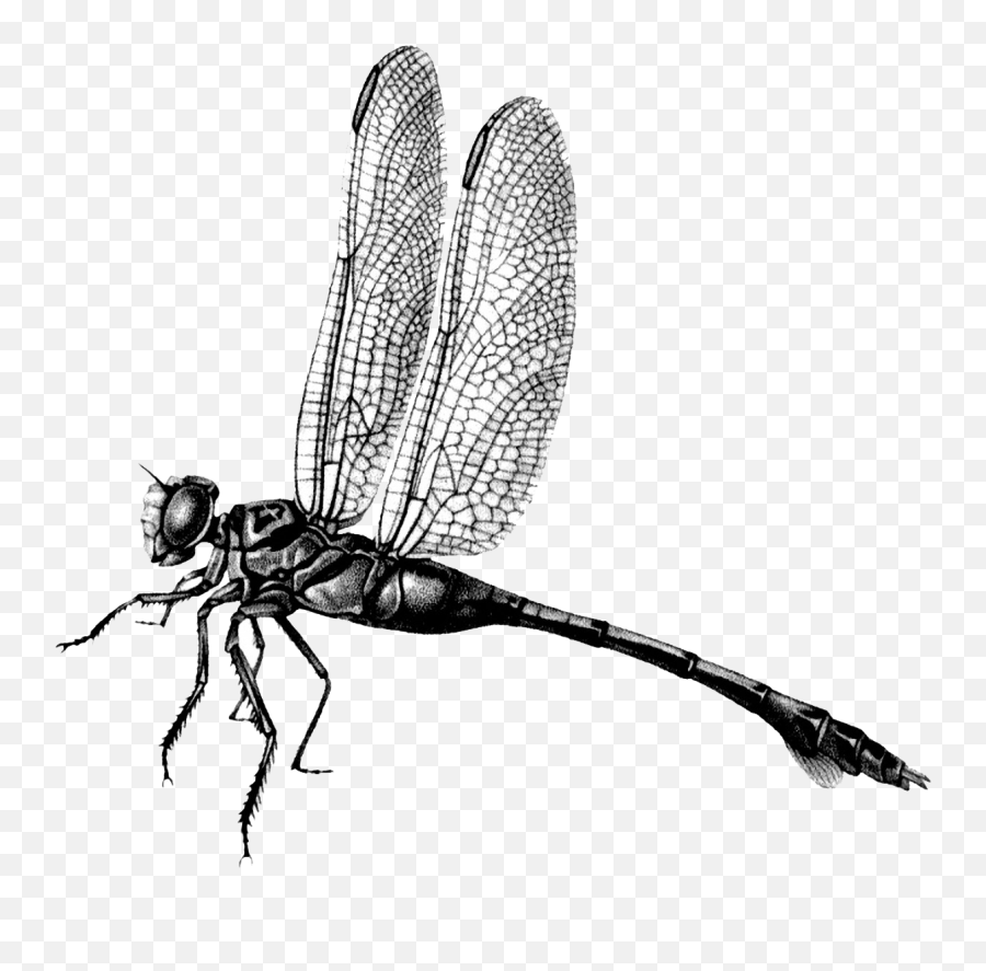 Dragonfly Png File Download Free - Odonata,Png File Download