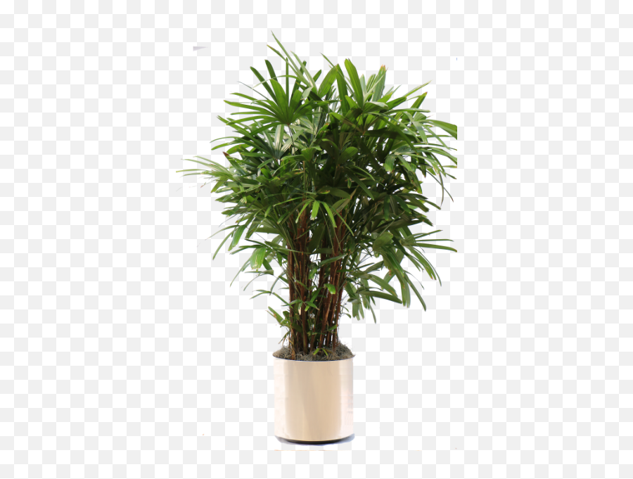 Potted Plant Png - Office Tree Png,Indoor Plant Png