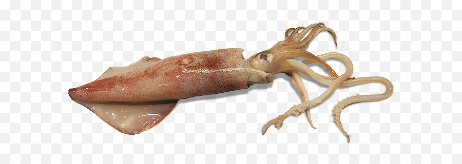 Squid Png - Squid Png,Squid Png