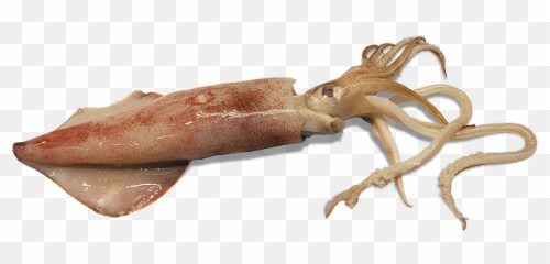 Squid Png - Squid Png,Squid Png