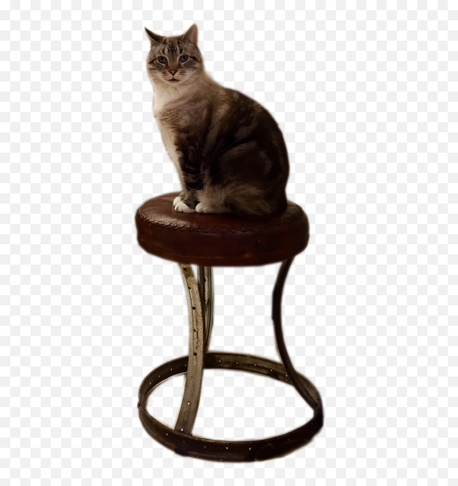 Foto - February Day 14 Happy Birthday Thaddeus Happy Bar Stool Png,Happy Birthday Transparent Background