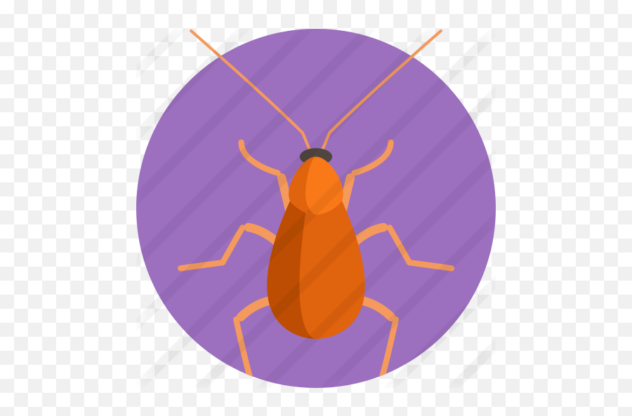 Brown Banded Cockroach - Free Animals Icons Weevil Png,Cockroach Png