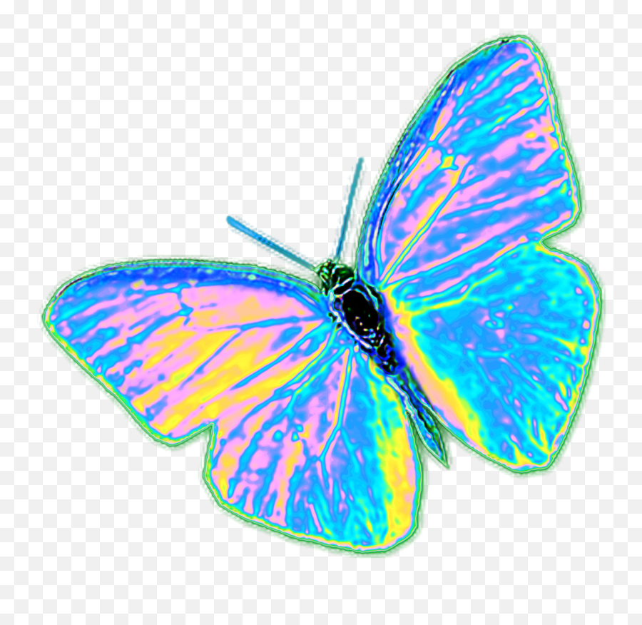 Download Trippy Butterflies Tumblr Png - Trippy Butterfly Png,Trippy Png