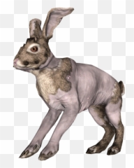 Complete Compilation Of Creatures U0026 Enemies In Fallout 76 - Bunny png