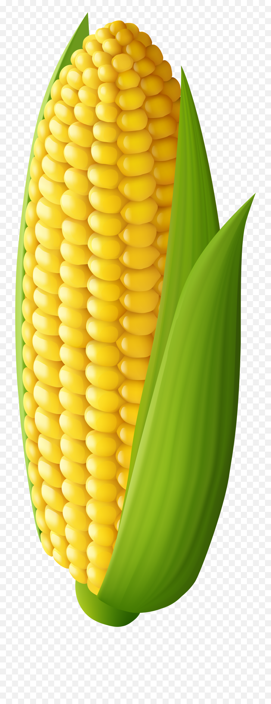 Download Free Png Corn Transparent - Transparent Background Corn On The Cob Clip Art,Corn Transparent Background