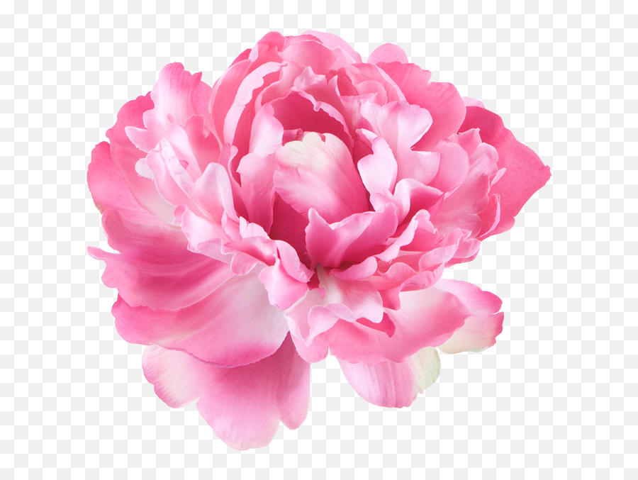 Springbank - Home Peony Flower White Background Png,Flower Icon Vector