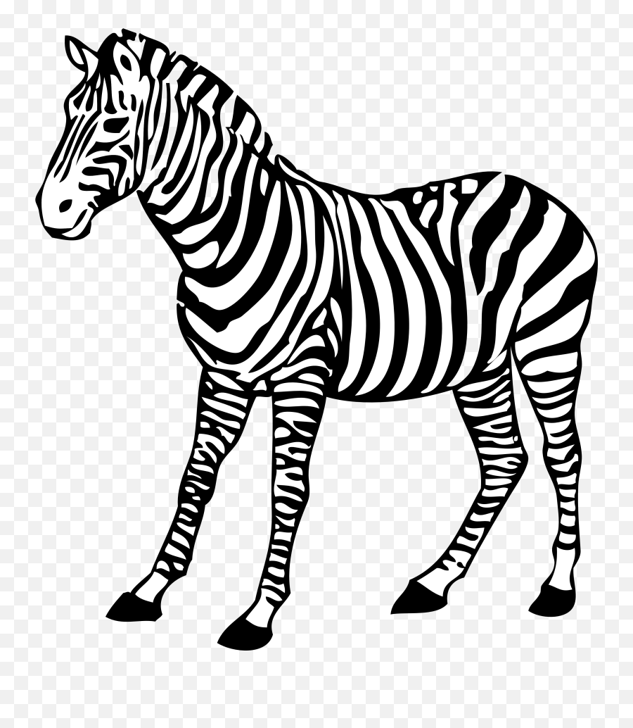 Zebra Png Images Free Download - Zebra Black And White,Zebra Logo Png