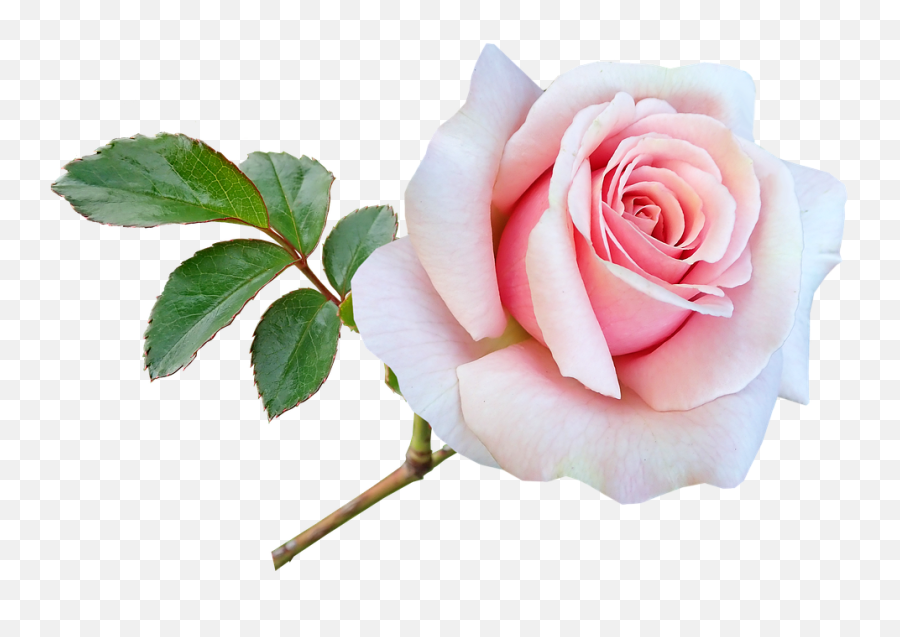 Flower Stem Pink - Free Photo On Pixabay Flower Png,Flower Stem Png