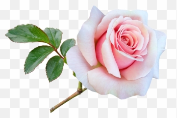 Flower Stem Pink - Free Photo On Pixabay Flower Png,Flower Stem Png