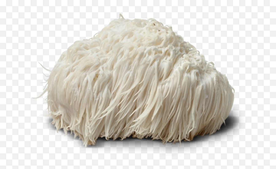 Why Mushrooms Are The Answer To A Healthy Immune System Osena - Lions Mane White Background Png,Immune System Icon